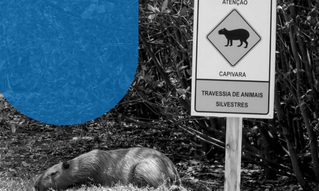 Projeto Manguezal da Lagoa. Placas alertam sobre a presença de animais silvestres Foto: Gabriel de Paiva