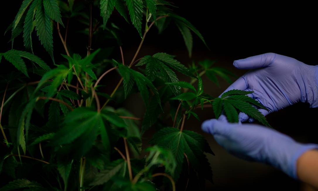 Cannabis sativa, a planta conhecida como maconha. Foto: Pexels