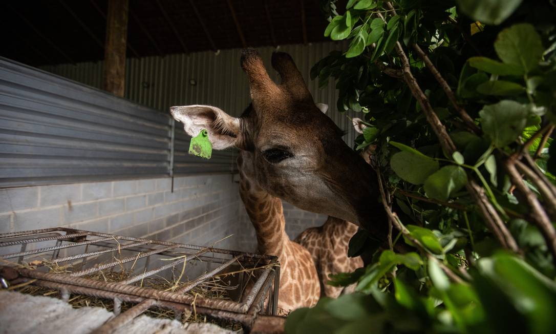 Girafa se alimentando em galpão do Portobello Safári, em Mangaratiba, onde os animais estão confinados desde novembro Foto: Brenno Carvalho / Agência O Globo