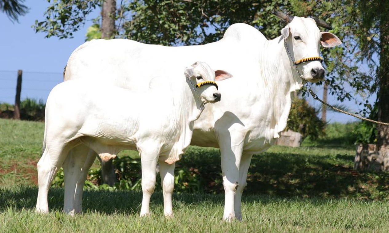Dá para comprar mais de 80 cabeças de gado com o valor do equipamento avariado no 'BBB 22'. Segundo a Revista Globo Rural, o valor de um boi da raça nelore está variando entre R$ 2,5 mil e R$ 3 mil. Foto: Reprodução