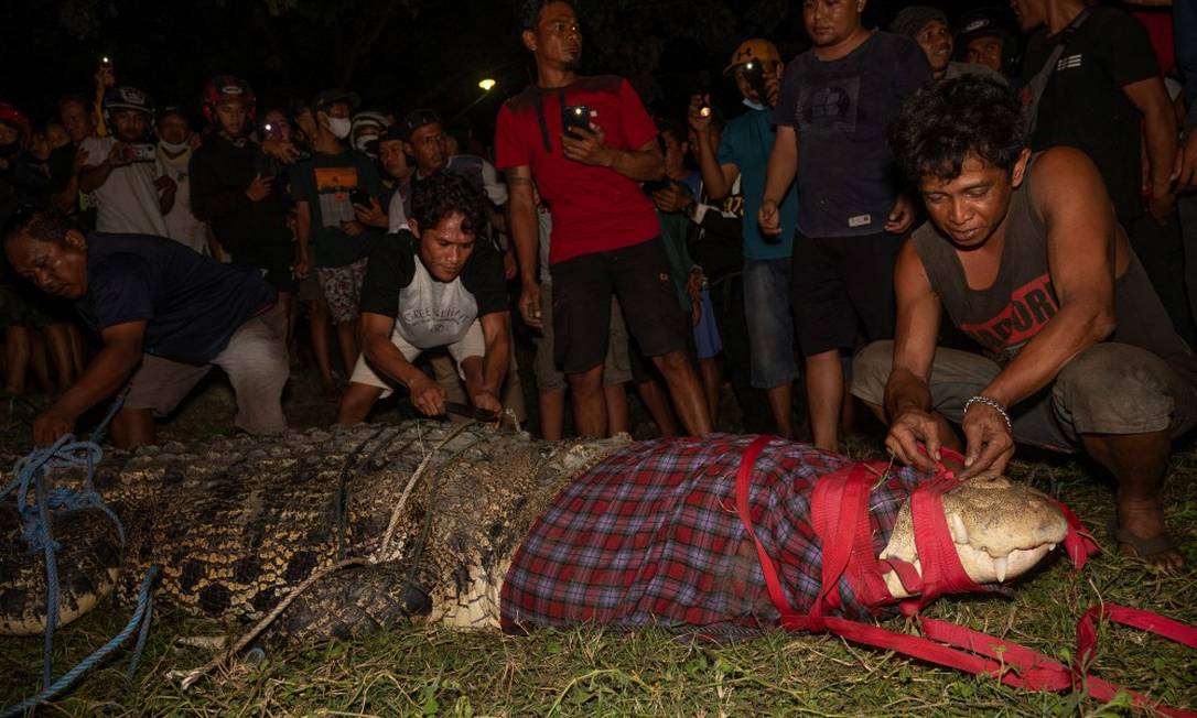Moradores retiram pneu que estava preso em pescoço de crocodilo na Indonésia Foto: ANTARA FOTO / via REUTERS