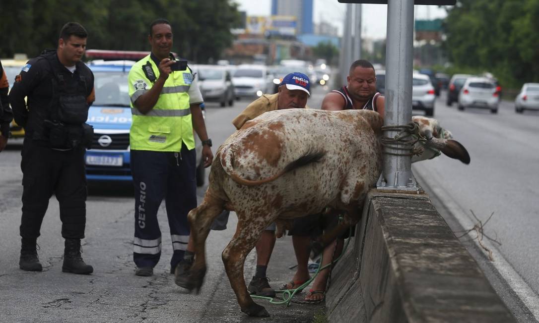 Vaca foi amarrada a poste de luz na Linha Vermelha até ser levada para canteiro lateral par aevitar acidentes Foto: Fabiano Rocha / Agência O Globo