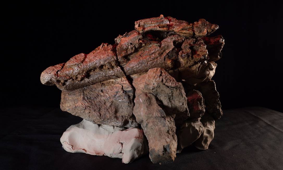 Crânio do crocodilo 'assassino de dinossauros quebrados' Foto: Matt Cawood / Museu de História Natural de Winton
