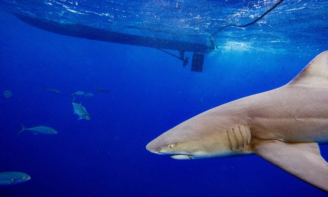 Tubarão-limão no mar da Flórida, nos Estados Unidos Foto: JOSEPH PREZIOSO / AFP