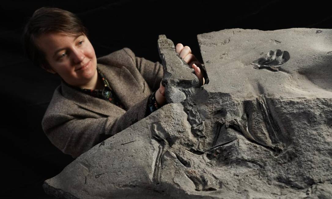 Natalia Jagielska, que encontrou o fóssil, posa ao lado dos restos do pterodátilo Foto: Stewart Attwood / Universidade de Edimburgo