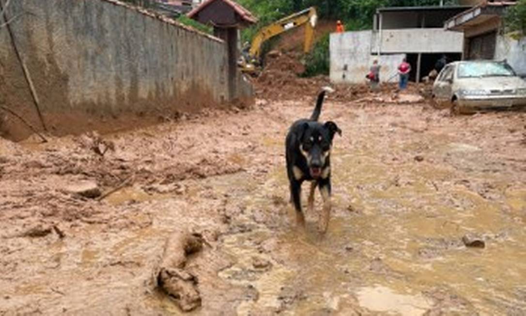 Cão em área de deslizamento em Petrópolis Foto: Reprodução