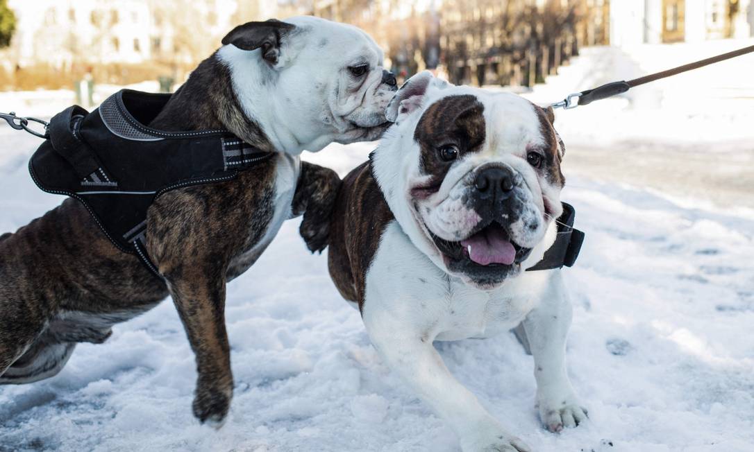 Buldogue Inglês