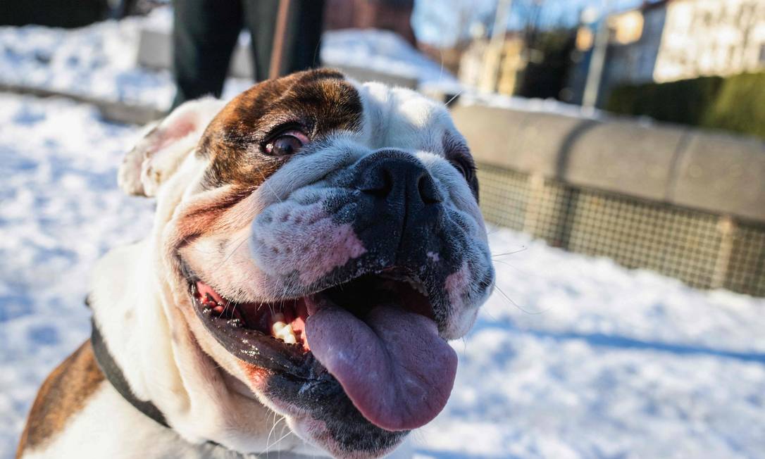 Raças de cachorro: Buldogue Inglês, Artigos