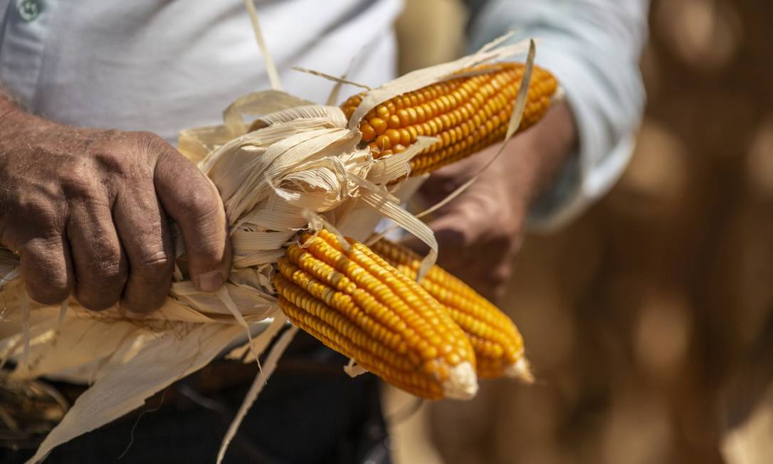 Fazendeiro com espigas de milho em Correntina, na Bahia: preços internacionais de commodities agrícolas sobem com a guerra Foto: Dado Galdieri / Bloomberg/20-9-2021