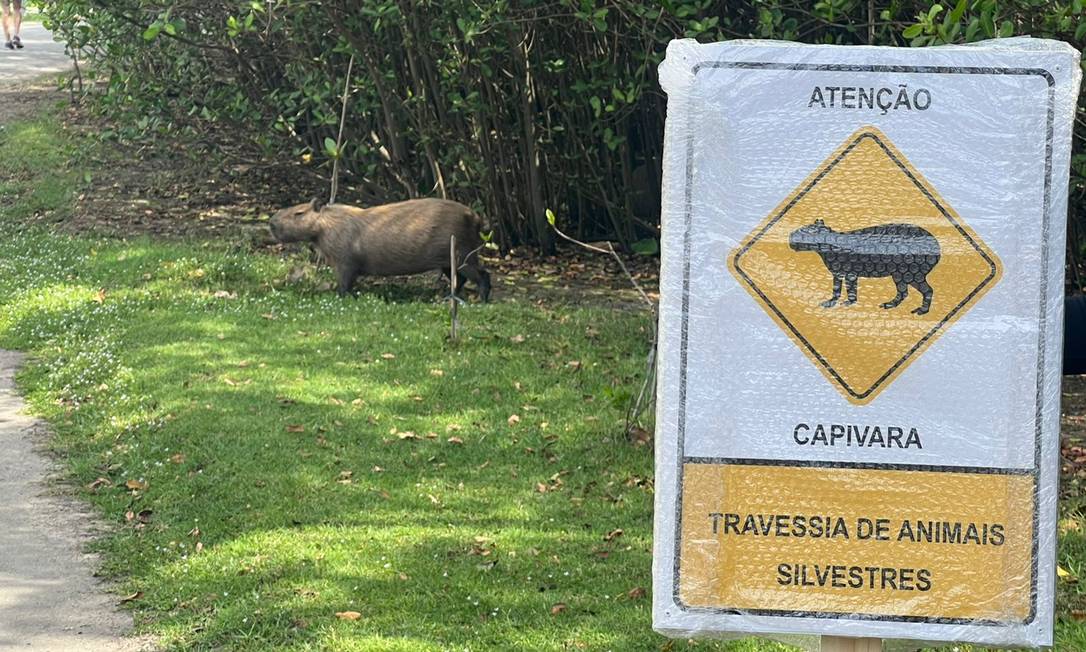 Como surgiu o termo Capivara no mundo enxadrístico - Clube de