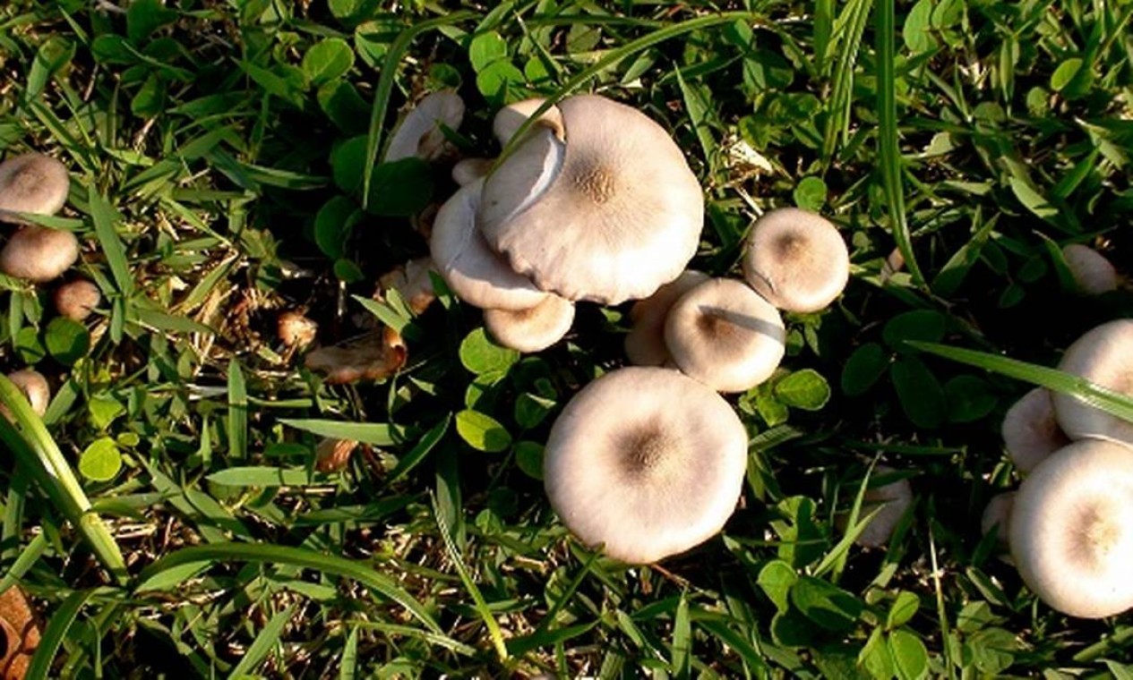 Nem todos os cogumelos podem ser consumidos, afirmam especialistas, Notícias