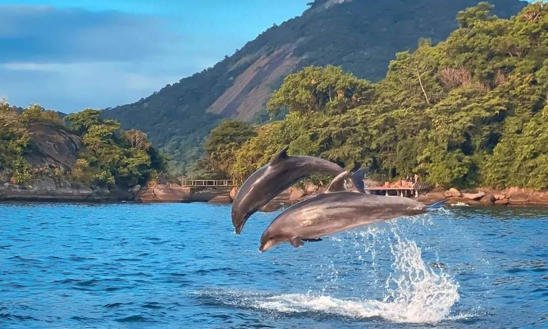 Os golfinhos saltando na Enseada do Bananal Foto: Ilana Zovico