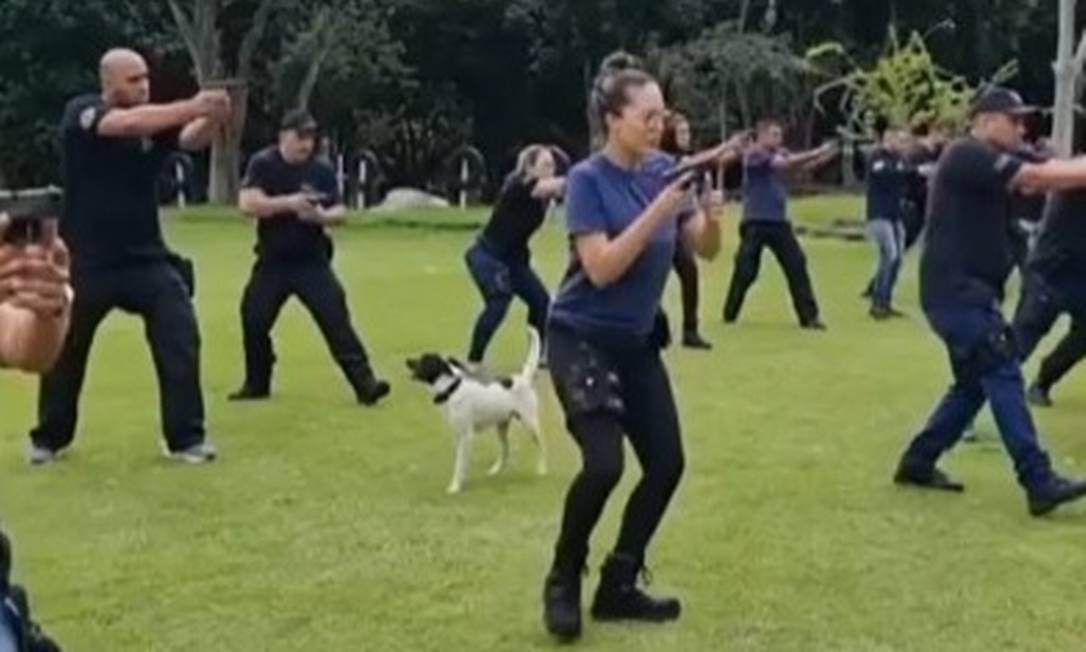 Cachorro durante o treinamento Foto: Reprodução