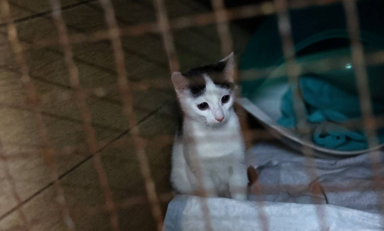 Um gatinho espera por sua evacuação em um abrigo de animais em Lviv, Ucrânia Foto: KAI PFAFFENBACH / REUTERS