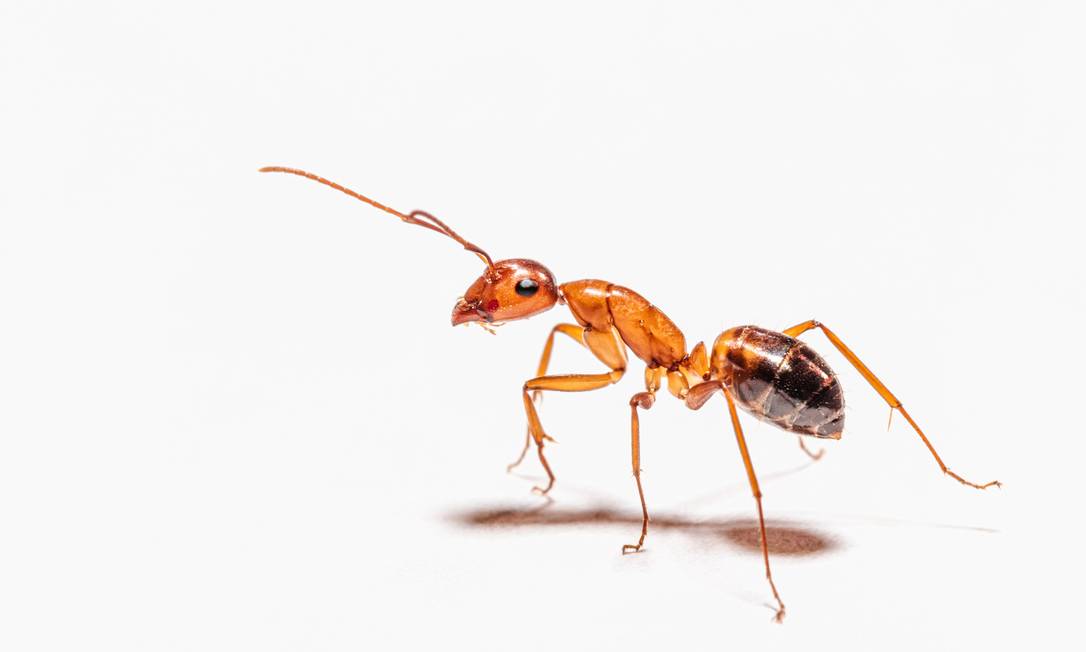 Formigas conseguem 'farejar' os compostos orgânicos que funcionam como biomarcadores nas células cancerígenas para animais com o olfato sensitivo. Foto: Unsplash