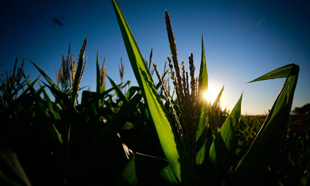 Plantação de milho em uma fazenda no DF. Preço do produto teve alta recente de 10,3% Foto: Pablo Jacob / Agência O Globo