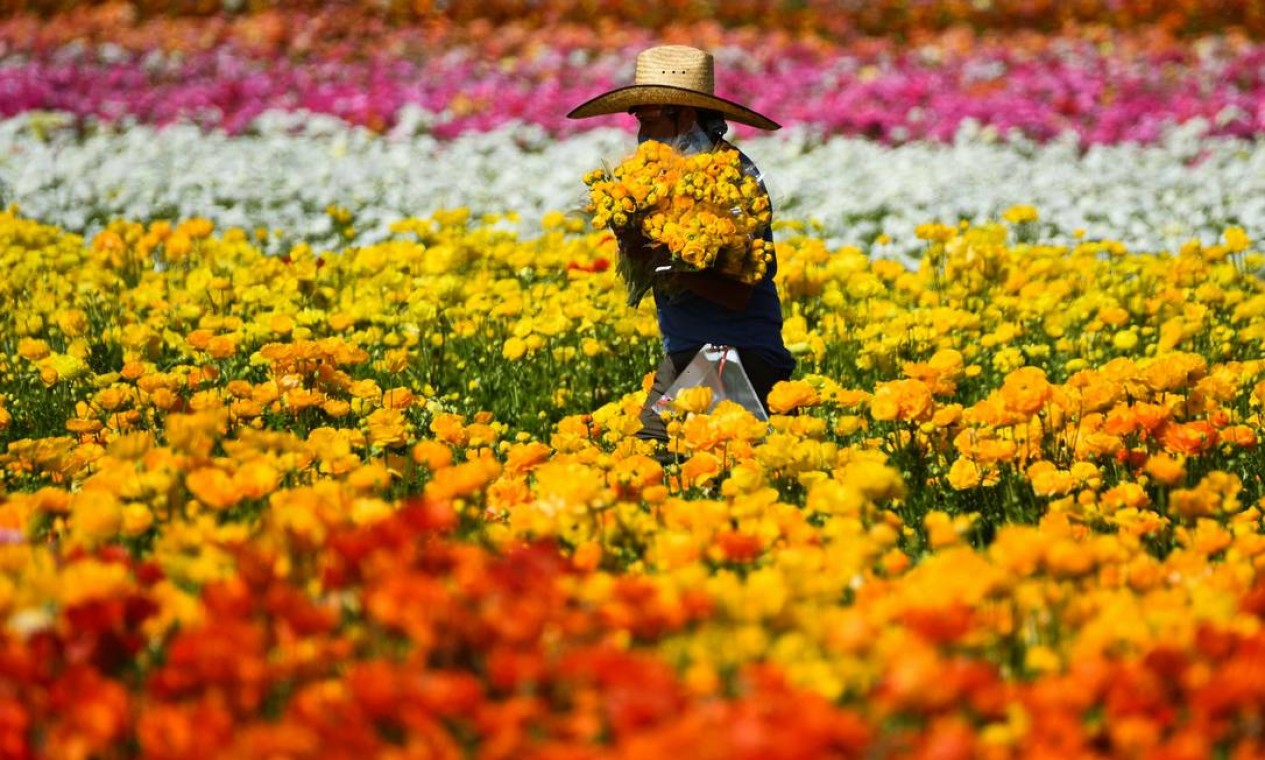 Os campos de flores apresentam aproximadamente 70 milhões de flores de ranúnculo em 55 acres na fazenda de flores agrícolas, em Carlsbad, Califórnia, EUA Foto: PATRICK T. FALLON / AFP