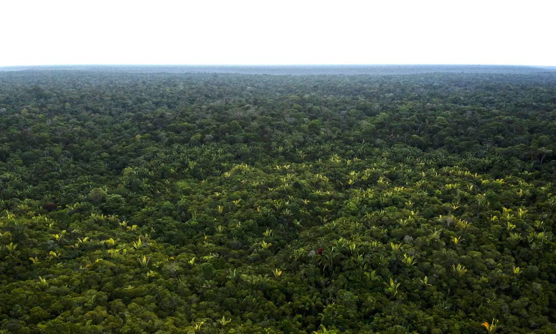 No Amazonas, a floresta próximo à estrada está vulnerável: para especialista, o desmatamento em escalada só pode ser revertido se houver preservação integral de grandes áreas de mata Foto: Gabriel Monteiro / Agência O Globo