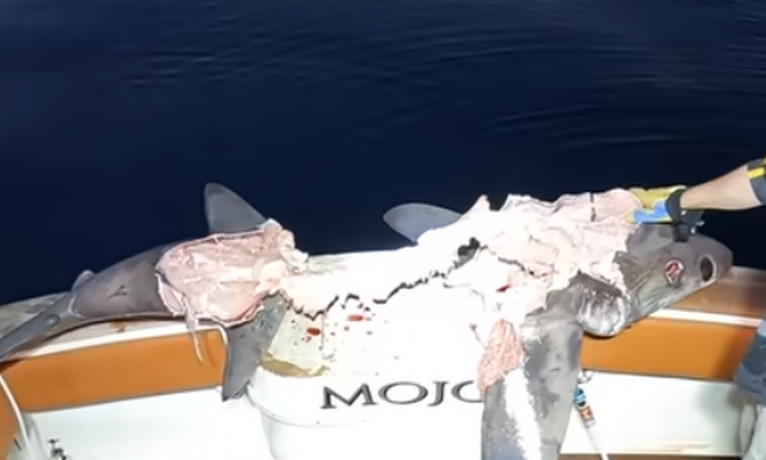Pescadores australianos se surpreenderam com tubarão já comido por outro Foto: YouTube / Reprodução