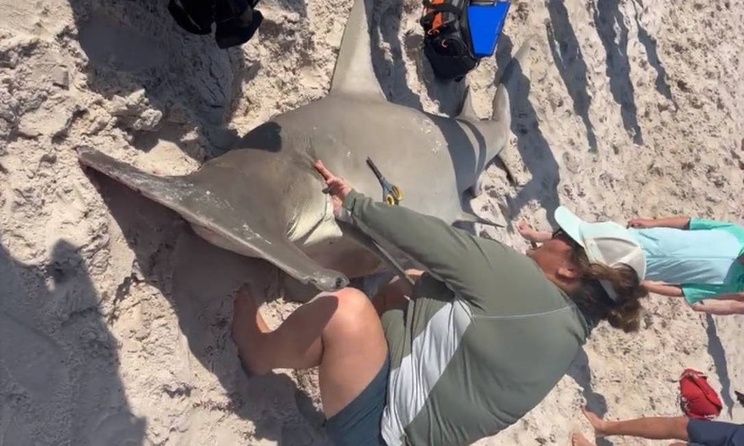 Bióloga recolhe amostras do tubarão-martelo encontrado em praia nos EUA Foto: Reprodução