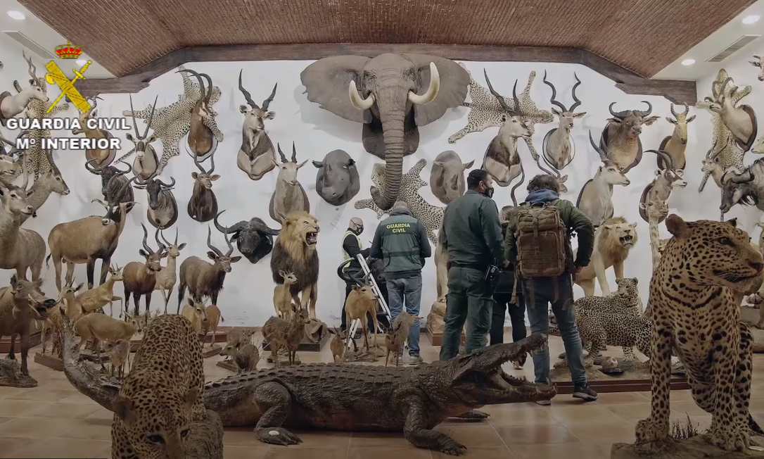 Animais empalhados eram expostos como troféus de caça Foto: Reprodução Youtube