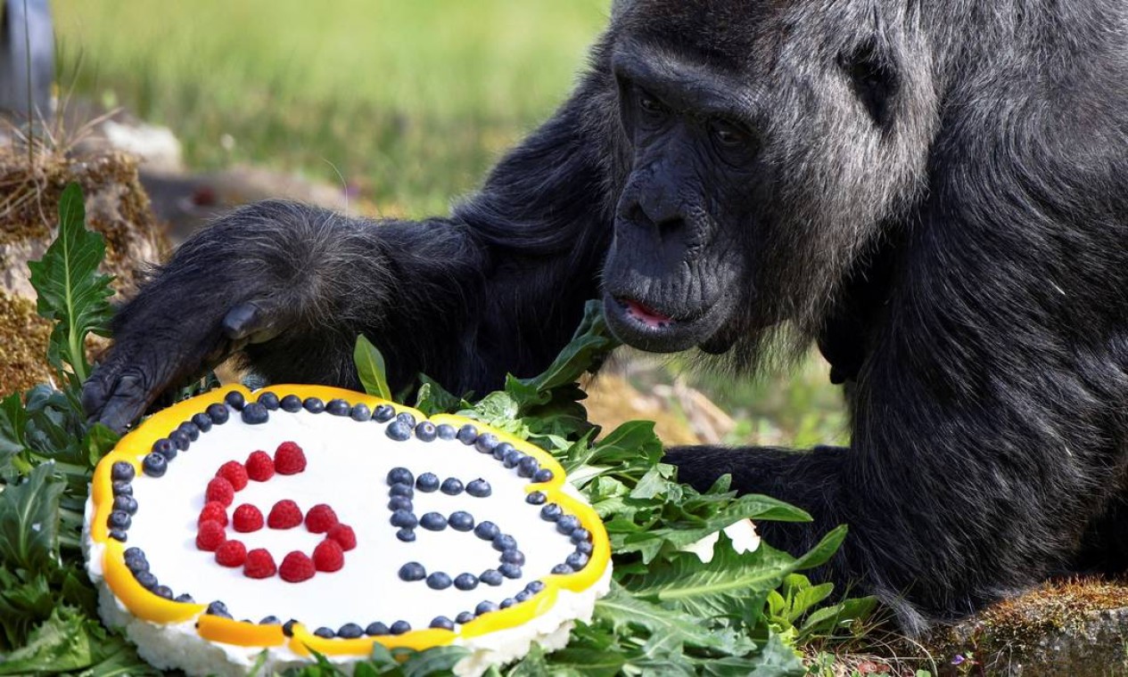 Gorila da planície ocidental Fatou, a mais velha do mundo segundo o zoológico de Berlim, ganha bolo de arroz com frutas em seu aniversário de 65 anos no zoológico de Berlim, Alemanha Foto: LISI NIESNER / REUTERS