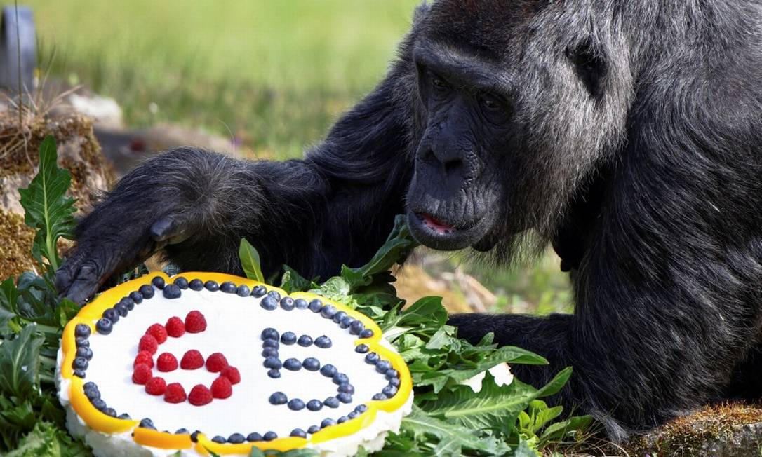 Gorila Fatou ganhou bolo pelo aniversário de 65 anos Foto: LISI NIESNER / REUTERS