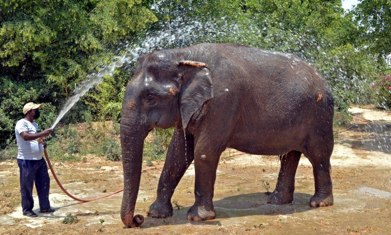 Zelador refresca um elefante dentro das instalações da Wildlife Conservation Organization, em Farah, no estado de Uttar Pradesh Foto: PAWAN SHARMA / AFP