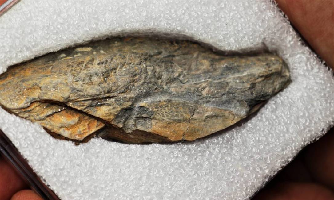 Fóssil de gafanhoto tem cerca de 300 milhões de anos Foto: Universidade de Coimbra