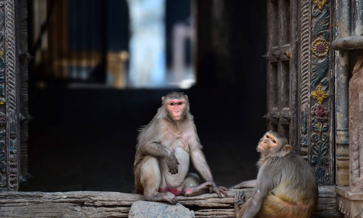 Macacos sentados à sombra dentro de um templo em um dia quente de verão em Allahabad, Índia Foto: SANJAY KANOJIA / AFP