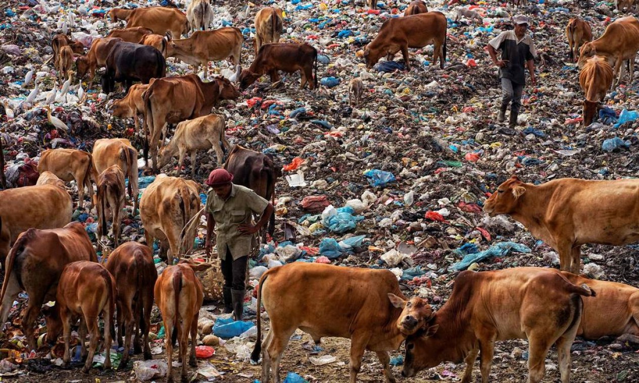 Pessoas procuram recicláveis para vender entre o gado em um aterro sanitário em Lhokseumawe, na Indonésia Foto: AZWAR IPANK / AFP