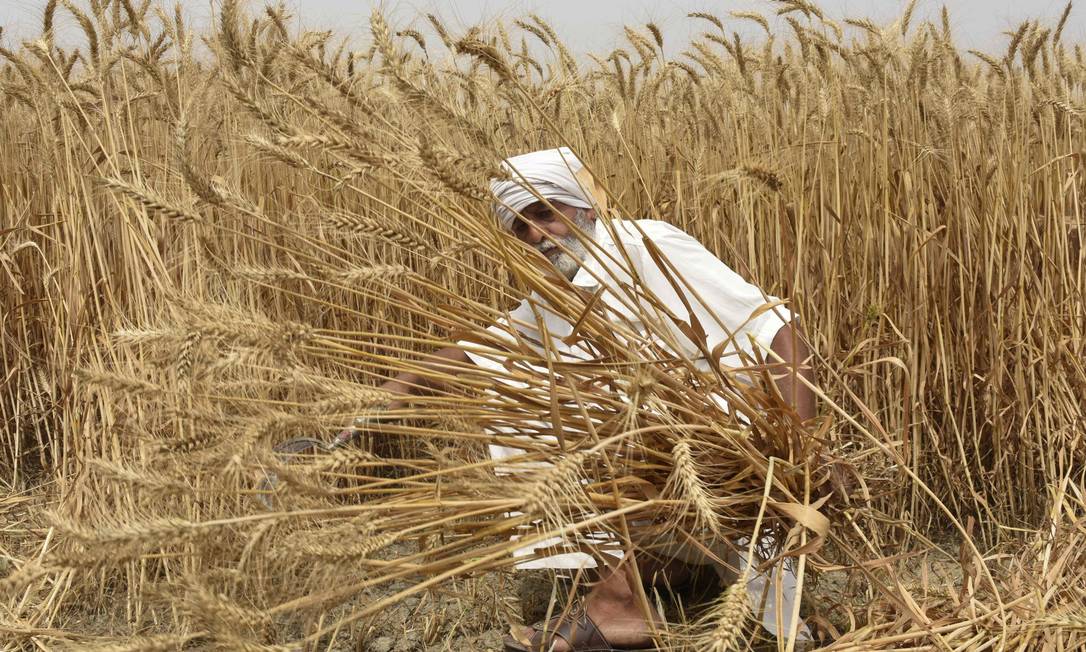 Indiano trabalha na colheita de trigo: suspensão de exportações pelo país faz preço da commodity disparar. Cotações já subiram 60% em 2022 Foto: NARINDER NANU / AFP