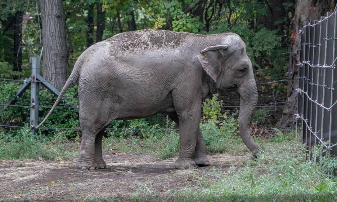 Uma elefanta chamada Happy é retratada no Zoológico do Bronx, na cidade de Nova York, Nova York, EUA Foto: GIGI GLENDINNING / GIGI GLENDINNING via REUTERS