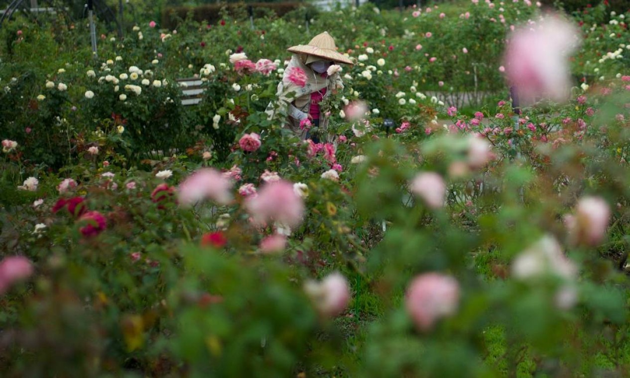 Floricultor separa rosas em um jardim no Parque Xinshang, em Taipei, capital de Taiwan Foto: SAM YEH / AFP