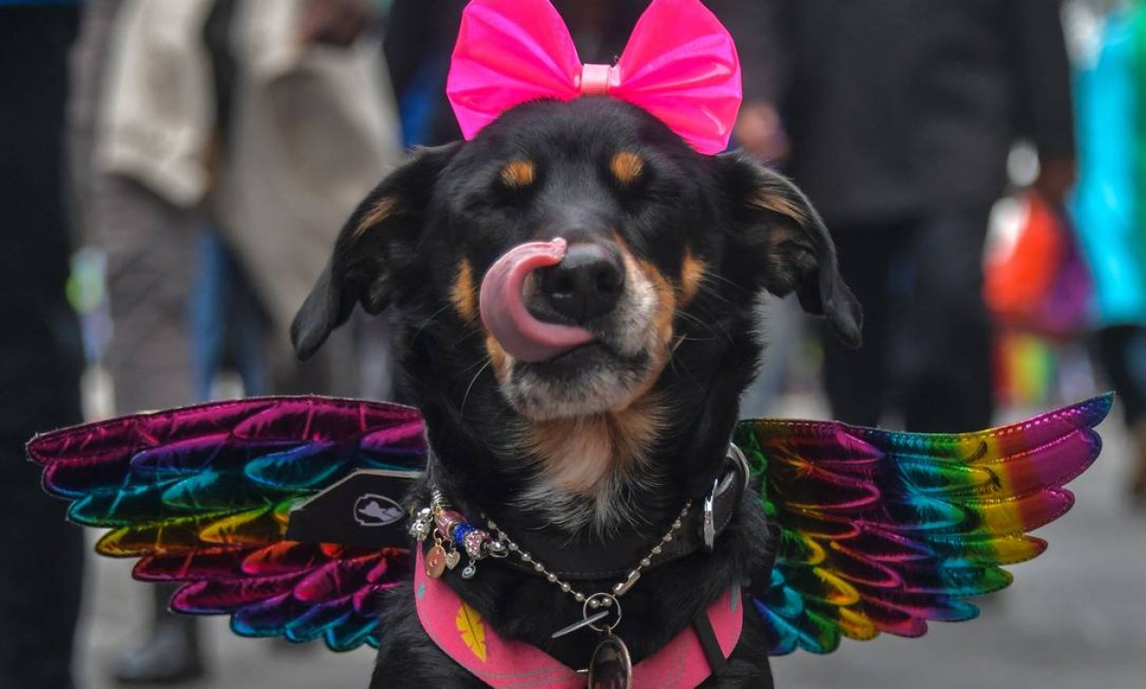 Cachorro participa da 26ª Parada do Orgulho Gay cujo tema é "Vote com Orgulho por uma política que você representa", em São Paulo Foto: NELSON ALMEIDA / AFP