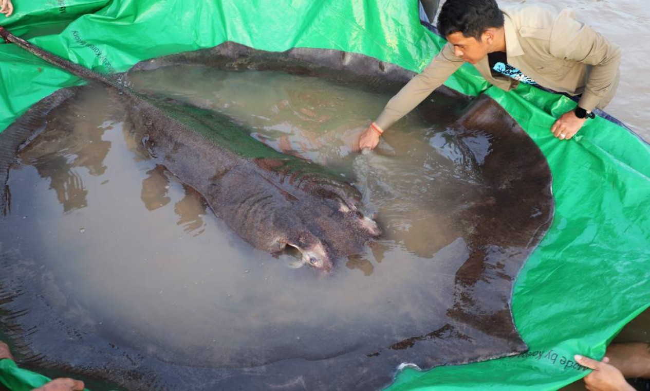 Arraia gigante de água doce de 300 kg que foi capturada – e solta – por um pescador local no rio Mekong, na província de Stung Treng, no Camboja. É o maior peixe de água doce já registrado Foto: HANDOUT / AFP