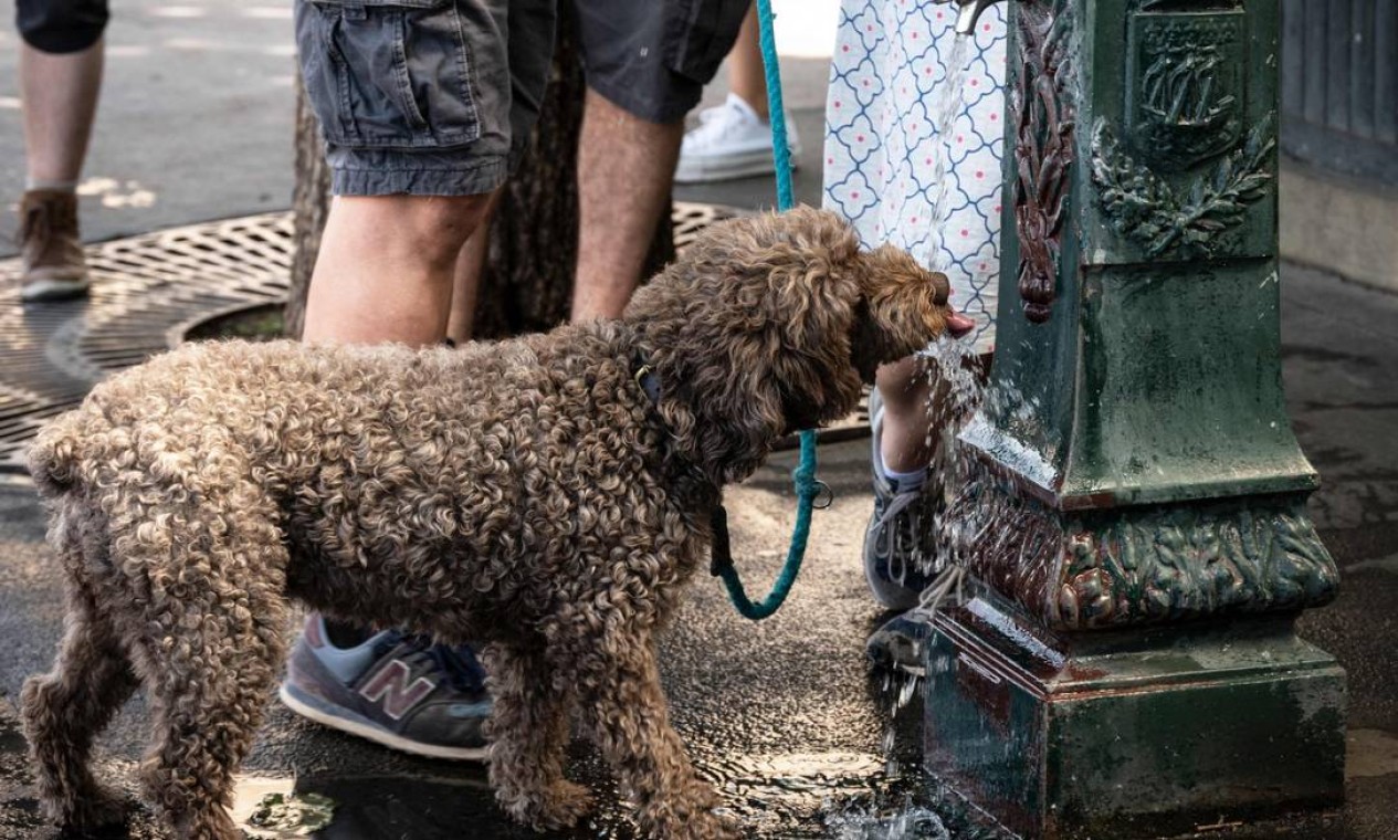 Cachorro bebe de uma fonte em Paris.Depois de Espanha e Portugal, a França está testemunhando uma segunda onda de calor em menos de um mês Foto: BERTRAND GUAY / AFP