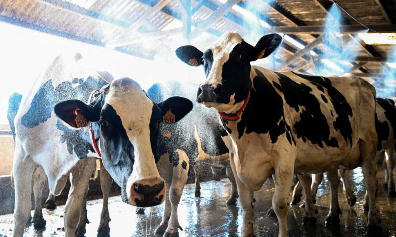 Vacas leiteiras se refrescam sob atomizadores de água em um celeiro de fazenda de Vire-en-Champagne, noroeste da França Foto: JEAN-FRANCOIS MONIER / AFP