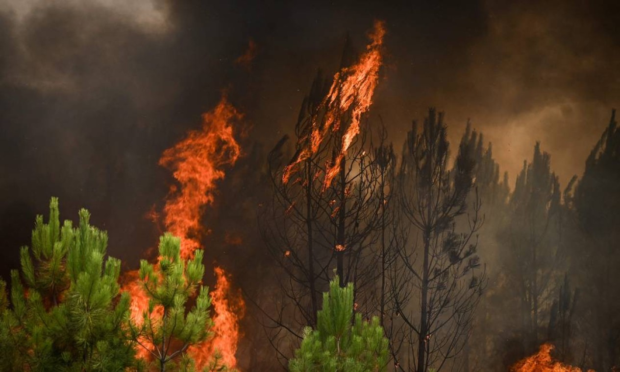 Floresta de pinheiros arde em chamas perto de Saint-Magne, sudoeste da França Foto: PHILIPPE LOPEZ / AFP
