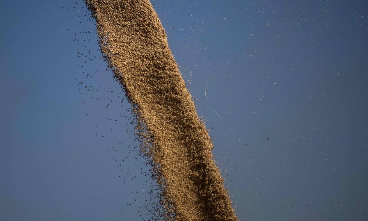 A Grã-Bretanha que sofreu com ondas de calor neste verão vê a colheita de cevada retrair em mais de 10% devido às condições climáticas Foto: BEN STANSALL / AFP