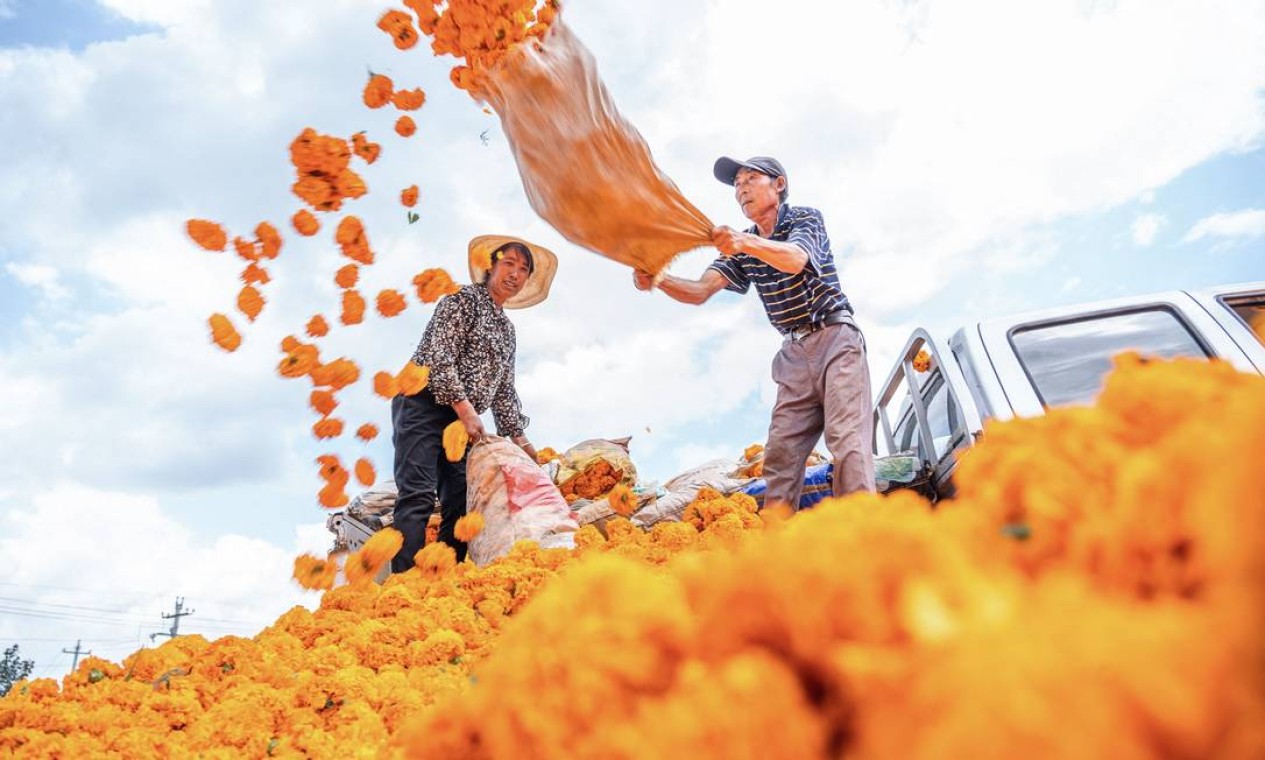 Agricultores colhem flores de calêndula em um campo em Bijie, na província de Guizhou, sudoeste da China Foto: STR / AFP