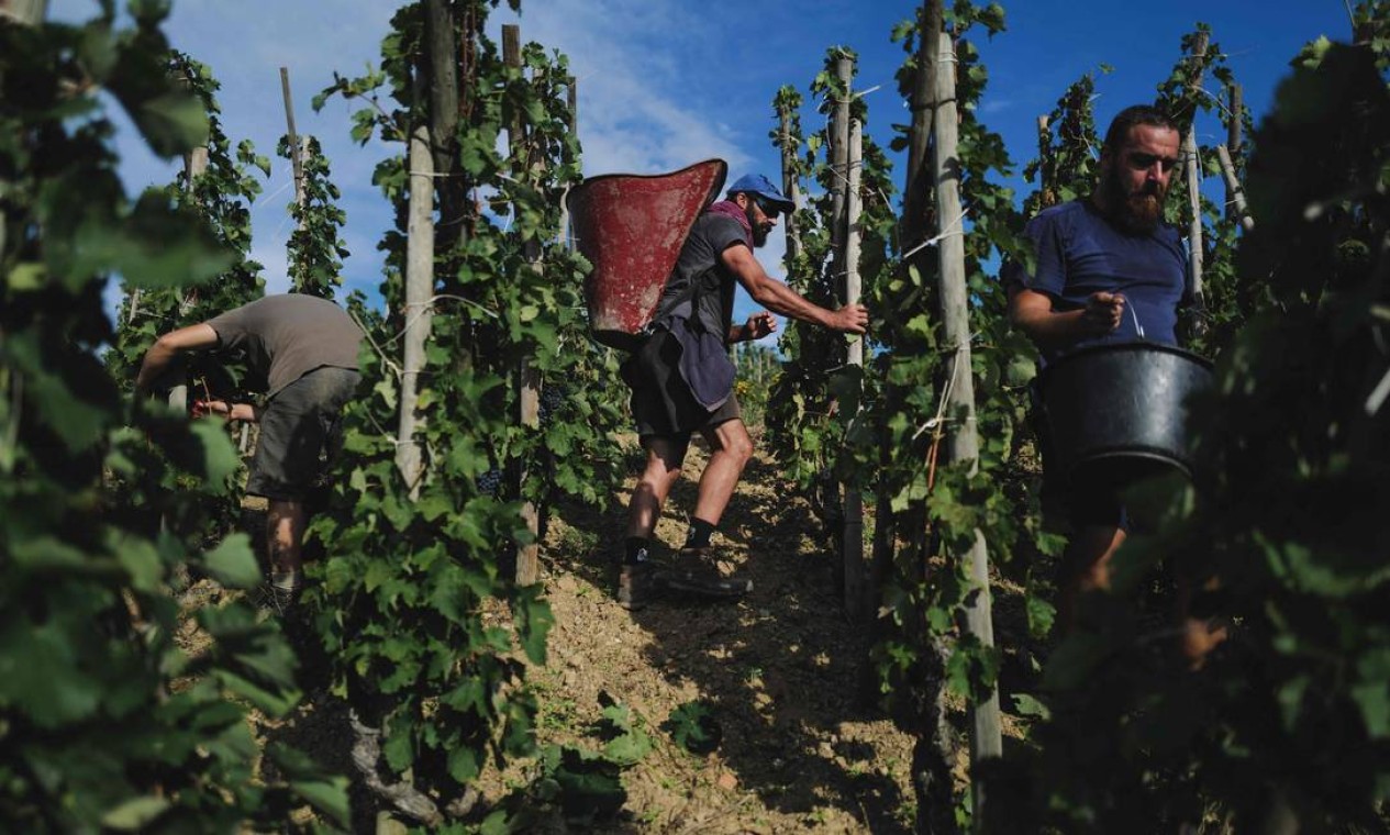 Colhedores de uva participam da colheita de vinhos no Domaine Guigal, perto de Vienne, região norte de Rhone, em Ampuis, leste da França. Foto: OLIVIER CHASSIGNOLE / AFP
