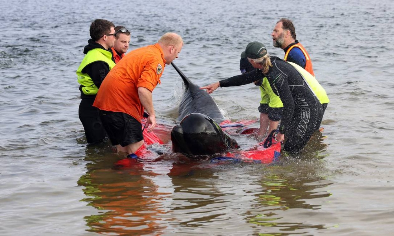 Socorristas lançam uma baleia-piloto encalhada de volta ao oceano em Macquarie Heads, na costa oeste da Tasmânia, na Austrália. Foto: GLENN NICHOLLS / AFP