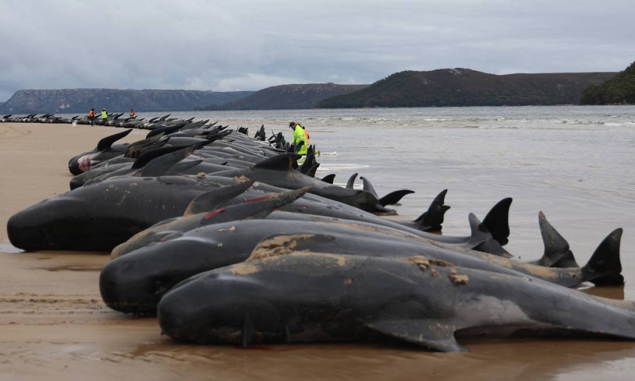 Equipe de biólogos da Tasmânia verifica carcaças de cerca de 200 baleias-piloto encalhadas em Macquarie Heads, na costa oeste da Tasmânia, na Austrália. Foto: GLENN NICHOLLS / AFP
