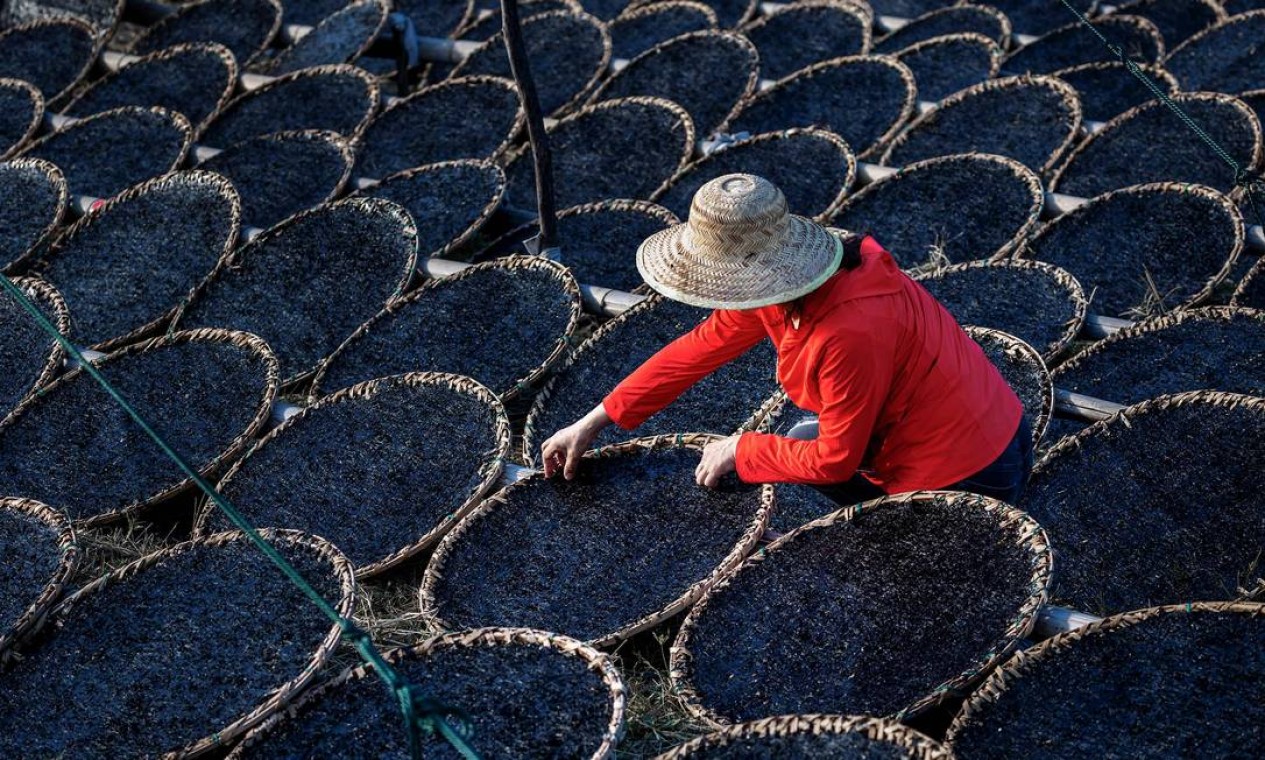 Camponês seca algas marinhas em Ningbo, na província oriental de Zhejiang, na China Foto: STR / AFP