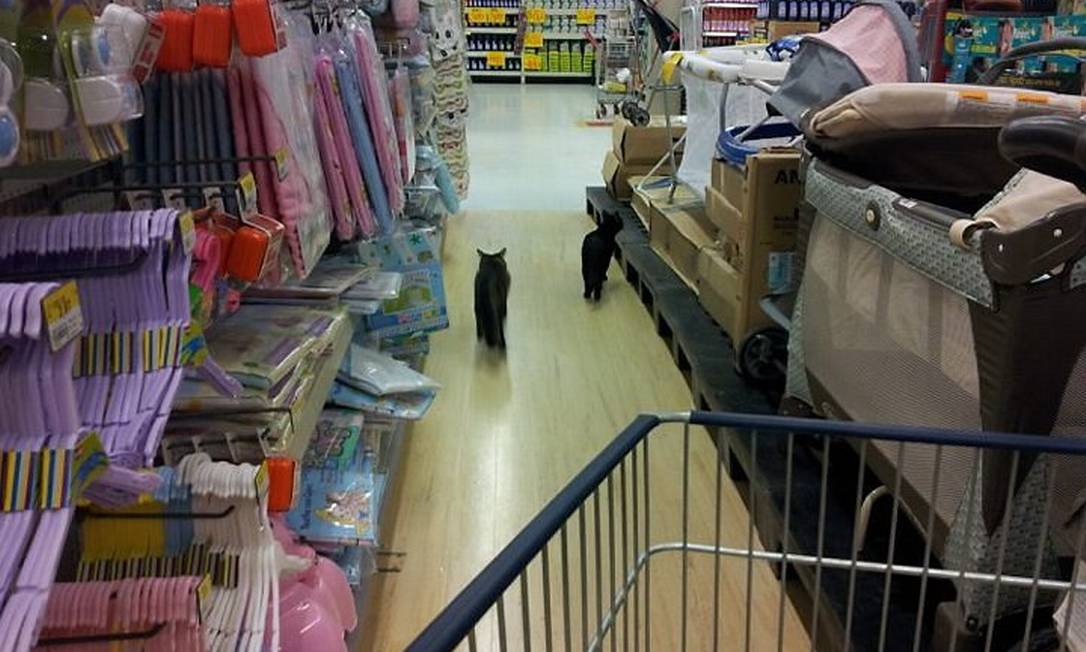 Eu-repórter: gatos circulam por supermercado Walmart da Barra da Tijuca. Foto de leitor