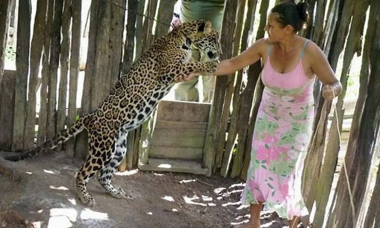 Onça-pintada era criada em assentamento no Pará - Jornal O Globo