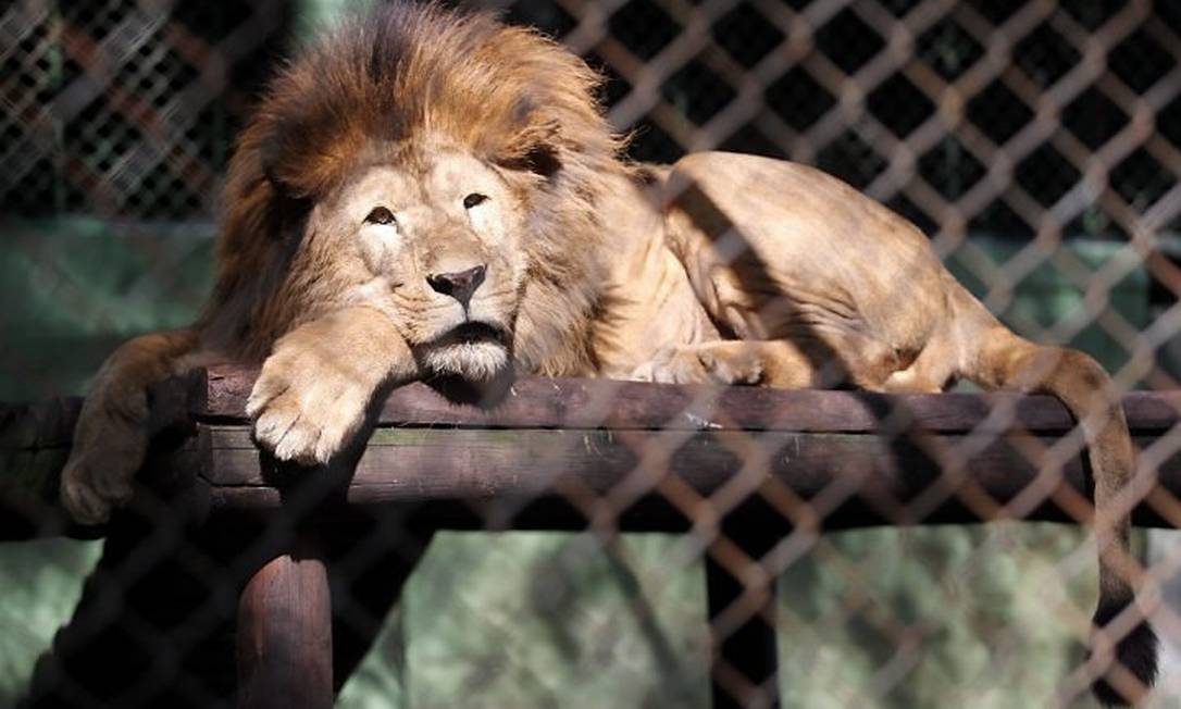 Os animais estão sendo retirados do zoológico pelo Ibama, por conta de uma decisão judicial. Na foto, o leão Dengo foi separado da namorada, Elza, que foi levada para Brasília (Foto: Márcia Foletto Agência O Globo)