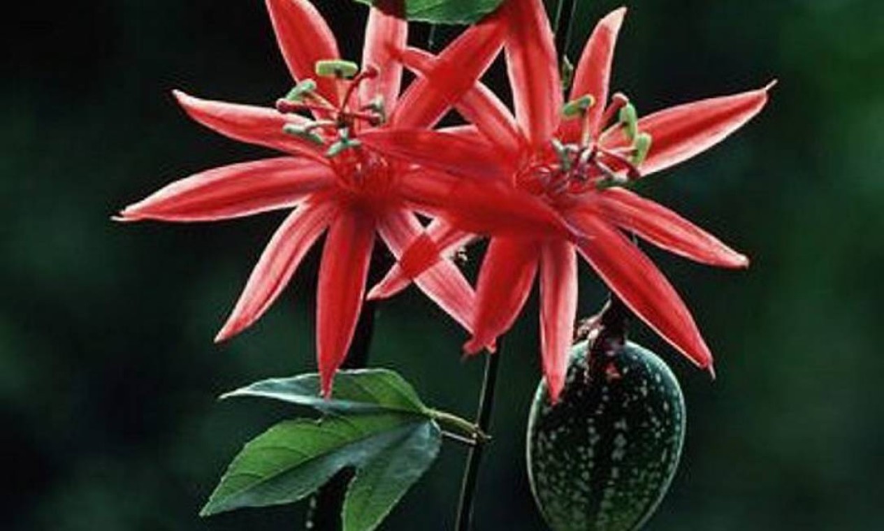 Plantas fingem doença e até criam insetos de mentira para se proteger e  atrair sexo - Jornal O Globo