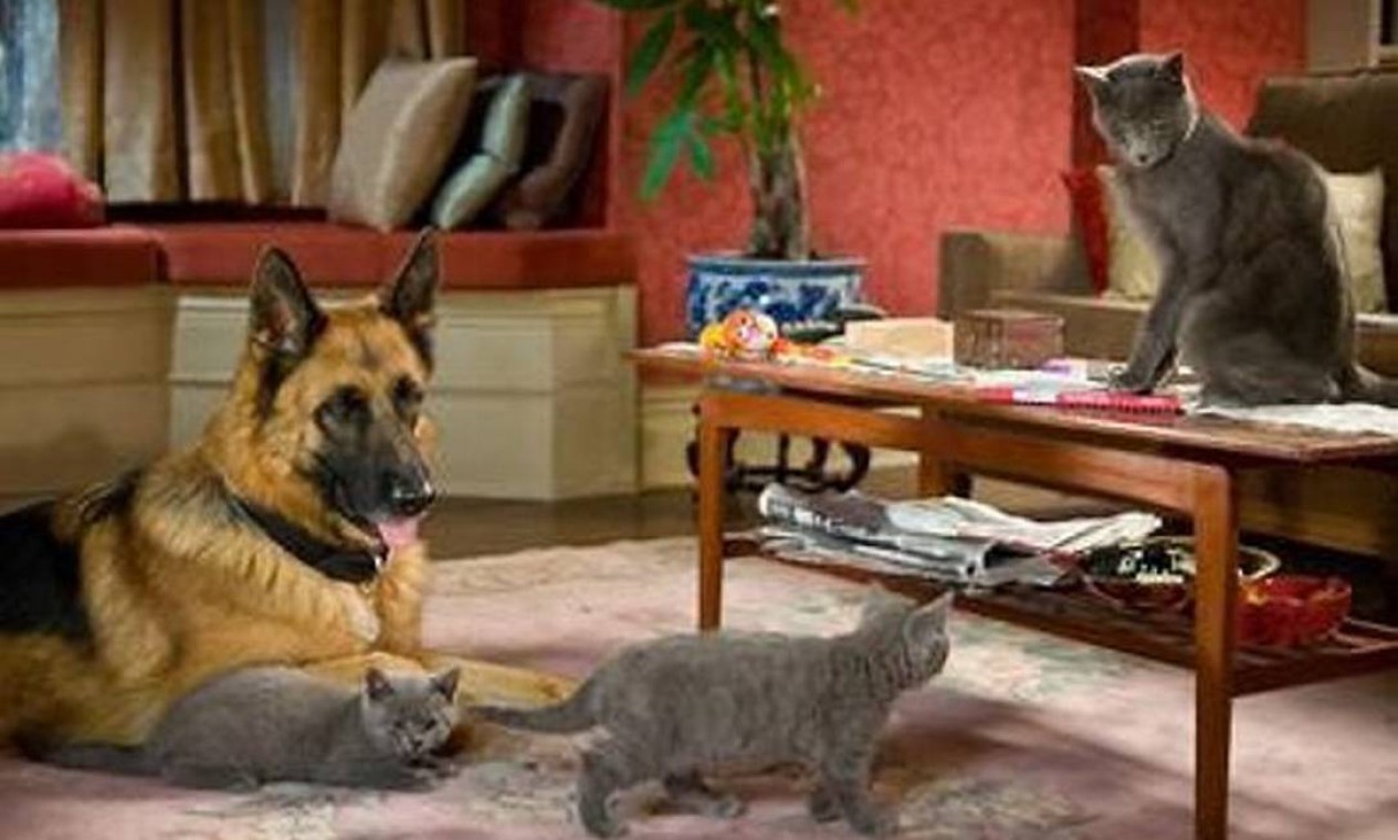 Conhe a Os Cuidados Necess rios Para Gr vidas Com Animais De Estima o conhe-a-os-cuidados-necess-rios-para-gr-vidas-com-animais-de-estima-o